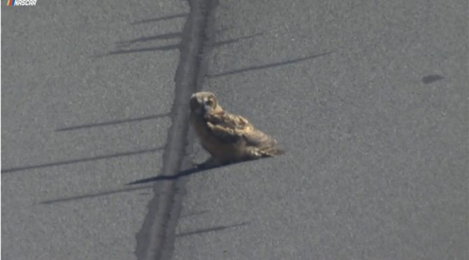 Featured Image for That's a hoot! Owl interrupts NASCAR practice