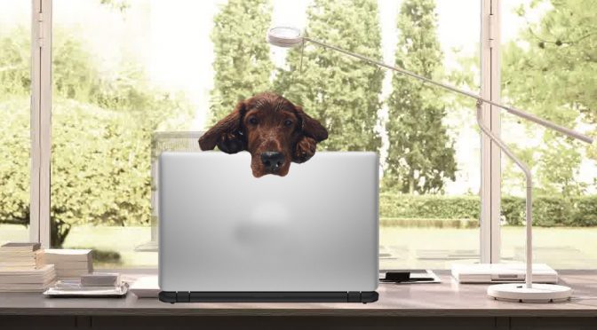 @nascarcasm: Gus the Dog blogs on new podcast, teaming with Truex’s dog