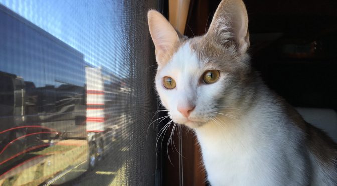 Boldly sassy and extraordinarily cute, the story of Mr. Tickles