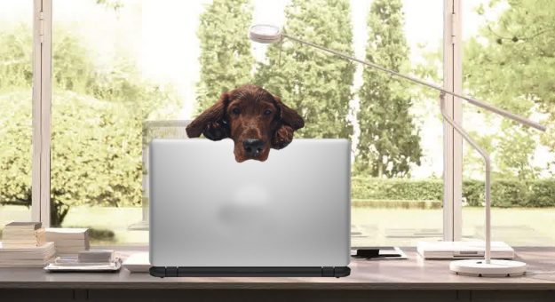 Featured image for Gus the Dog on new ‘sibling,’ passive-aggressive battle with Dale Jr.