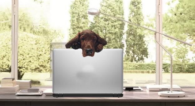 Featured image for Gus the Dog Blog: There’s a new inhabitant at the Earnhardt household