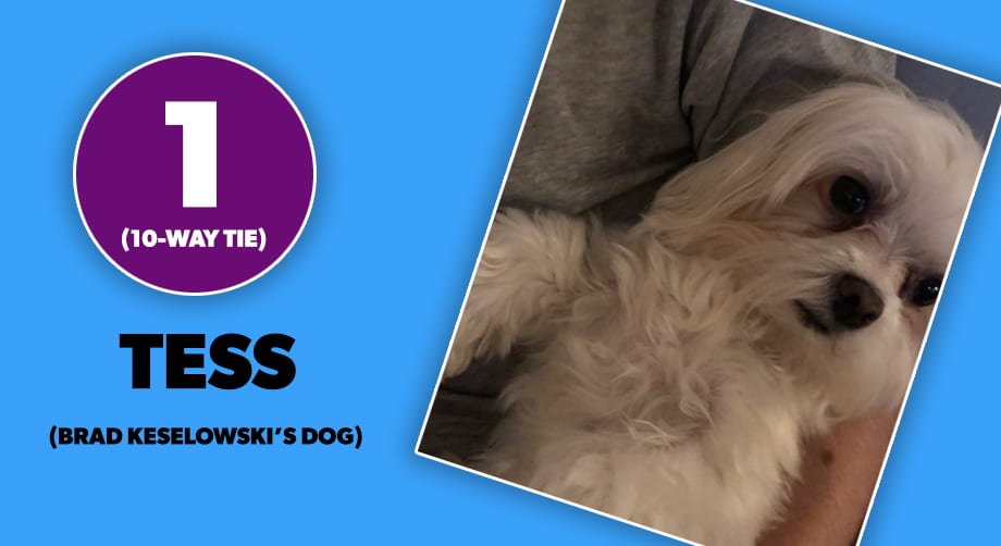 2019 August Powerrankingsdogs 7