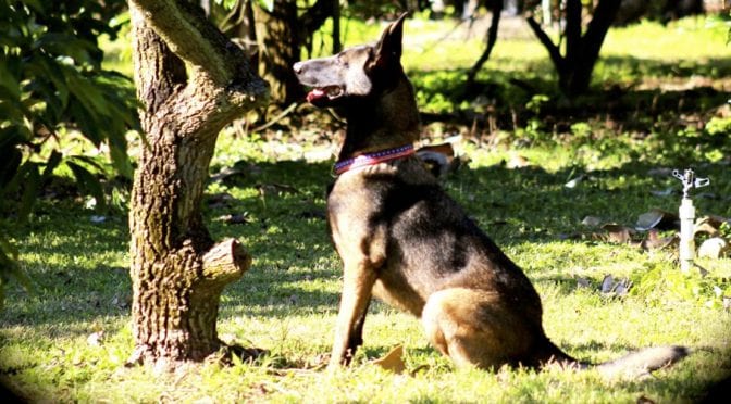Featured Image for COVID-detecting dogs to get trial run in screening for Cup Series race at Atlanta