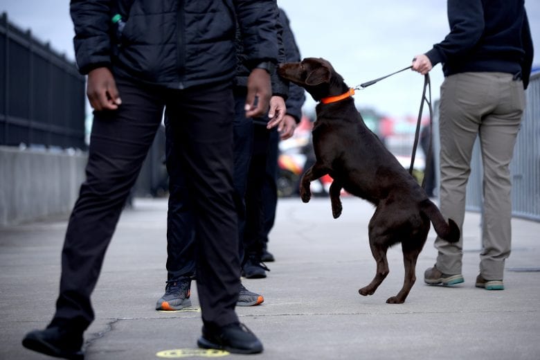HAMPTON, GEORGIA - MARCH 21: A canine sniffs attendees and staff screening for COVID-19 prior to the NASCAR Cup Series Folds of Honor QuikTrip 500 at Atlanta Motor Speedway on March 21, 2021 in Hampton, Georgia. (Photo by Sean Gardner/Getty Images) | Getty Images