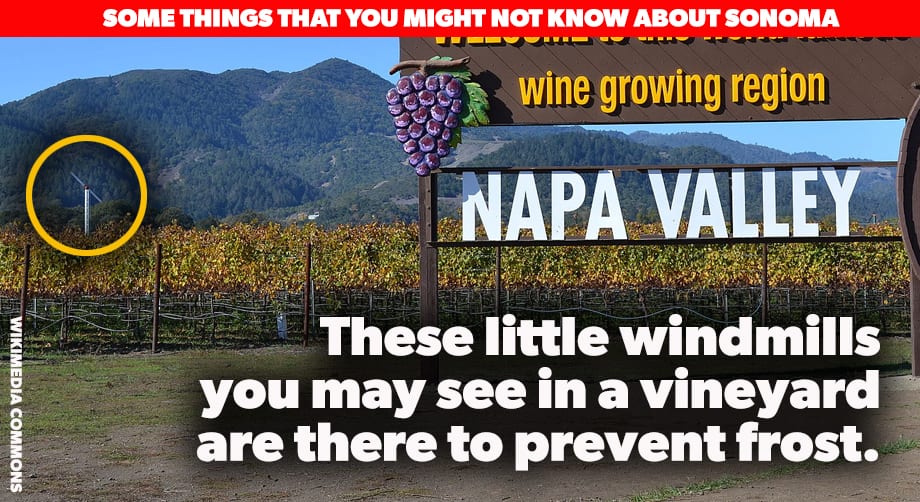 2021 May Sonomamaynotknow 5