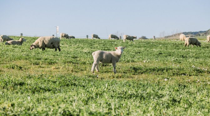 Adopt a sheep? You can at Sonoma — and for a great cause