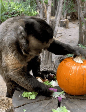 2022 October Gifspumpkin Chastain