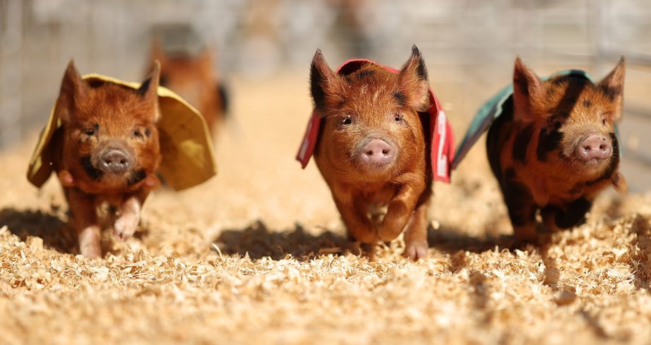 pigs race at texas