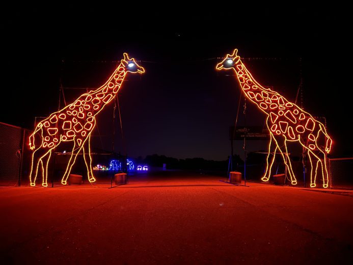 Holiday lights at Michigan.
