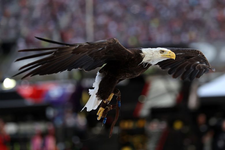 Lincoln the bald eagle soars at Bristol.